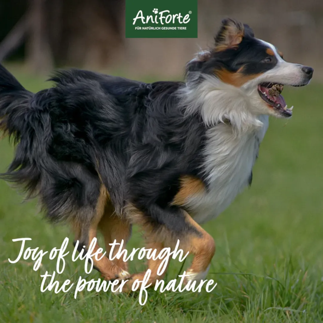AniForte Eggshell Powder Calcium for Dogs