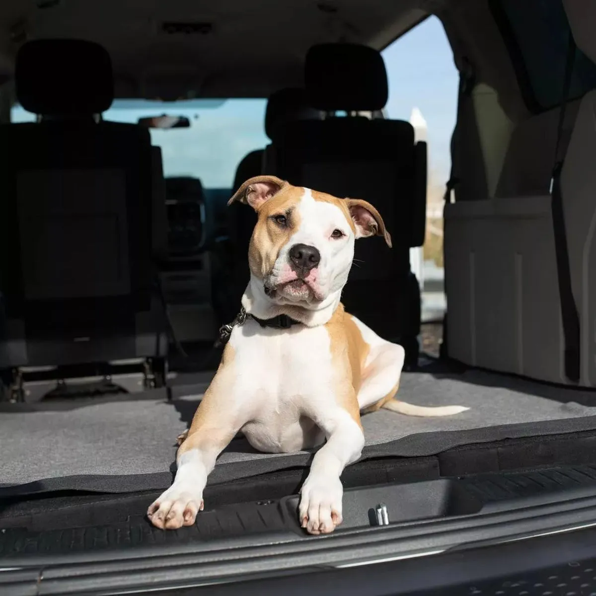 Bergan Auto Cargo Floor Cover