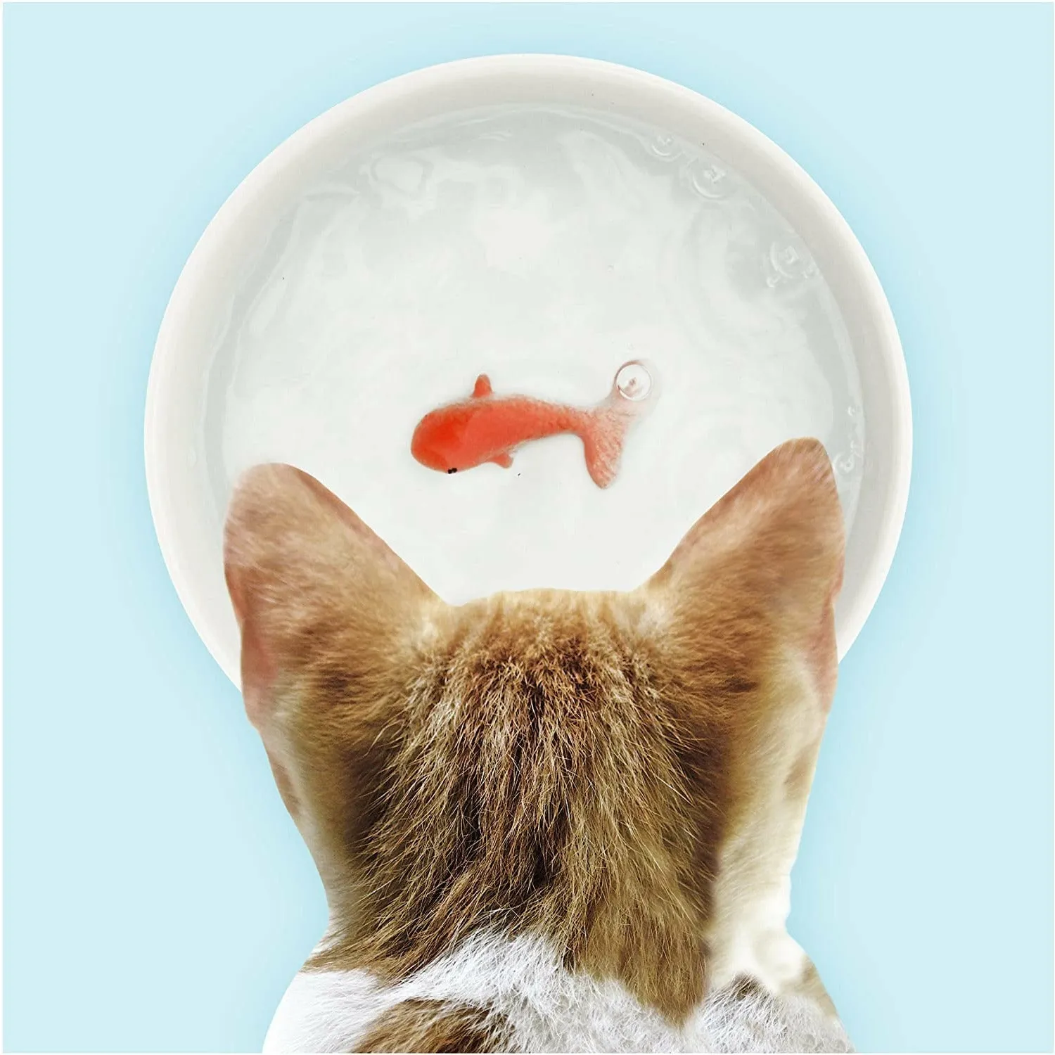 Goldfish Pet Bowl