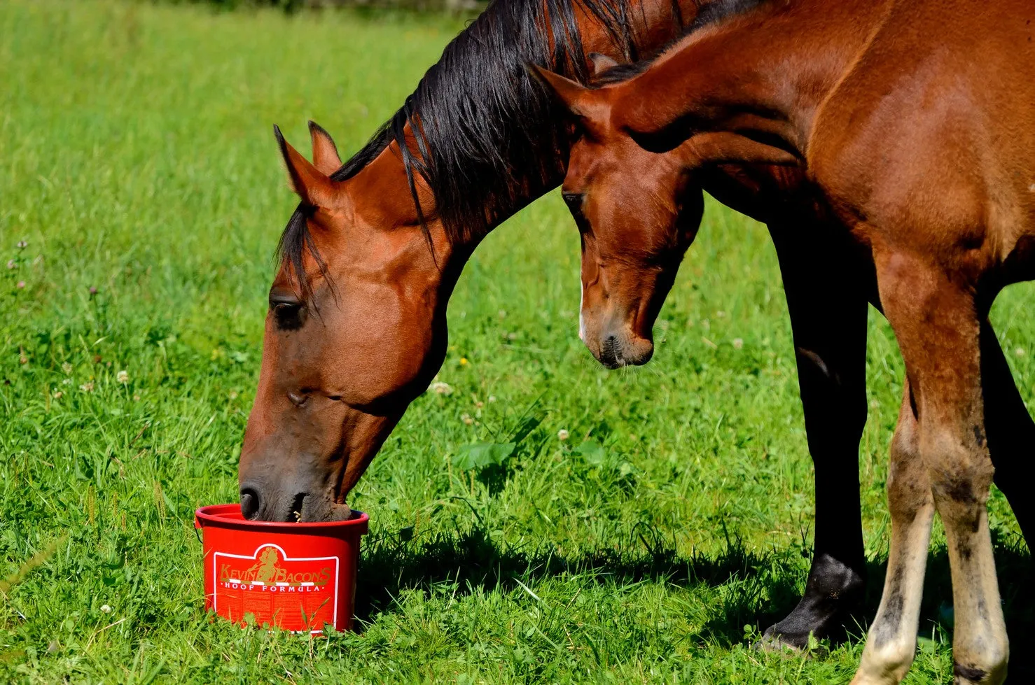 KEVIN BACON'S HOOF FORMULA